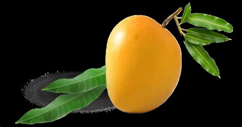 aamras online|aamrai mangoes.